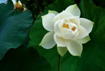 Cream-colored lotus blossom floating in deep green pool